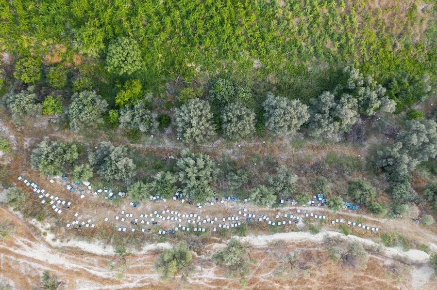 view from above of many rows bee hives from Kokkiadis honey farm surrounded by trees, hills and a blue sky in the background